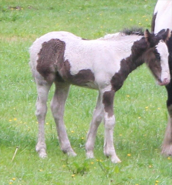 Irish Cob Haven´s Mella - Får lige en slapper, der er sket rigtig meget i dag. billede 4