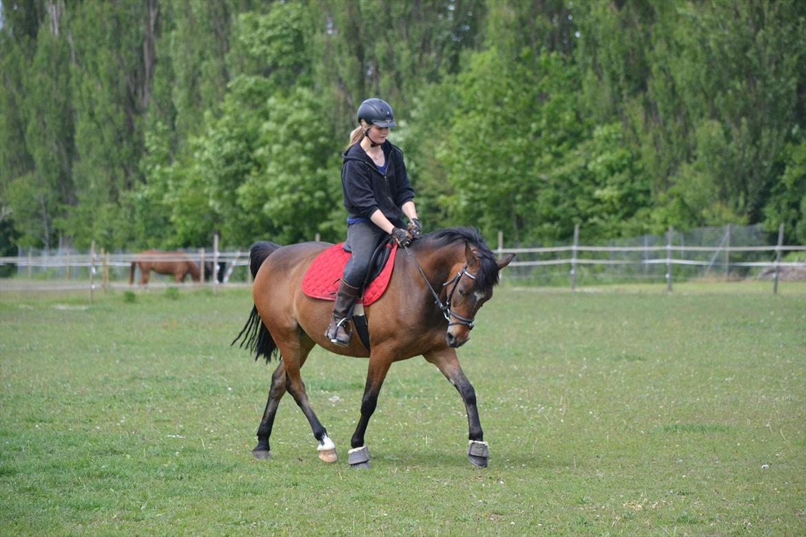 Hollandsk Sportspony Mars Marshall - Dresseur ;-) billede 19