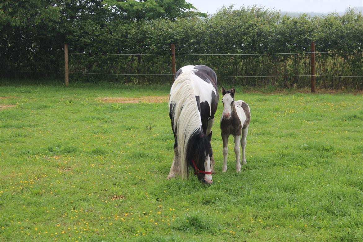 Irish Cob Haven´s Mella - Haløj der, hvem er du..... billede 5