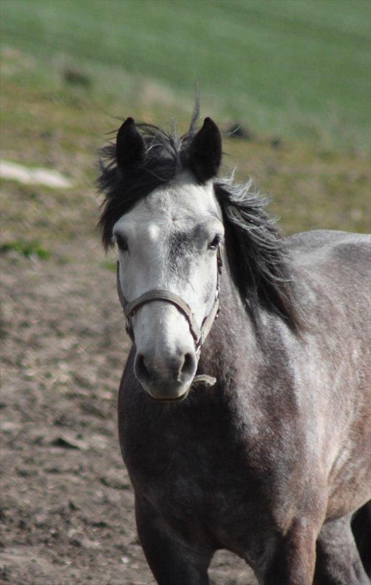 Connemara Hedegårdens Magic - Velkommen til Magic-drengens profil! :D billede 1