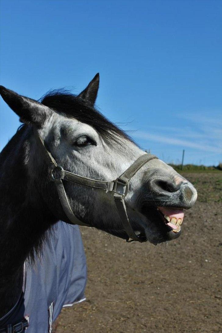 Connemara Hedegårdens Magic - Skøre dreng :* billede 2