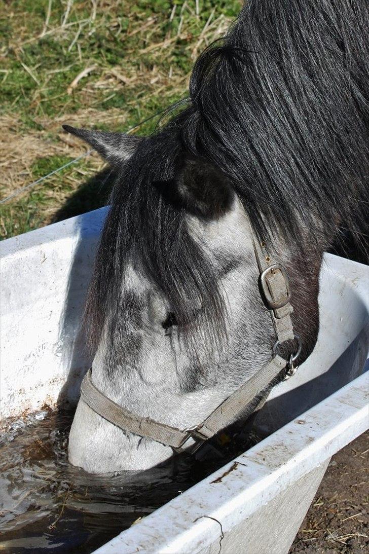 Connemara Hedegårdens Magic - Du ender som et stort vanddyr :) billede 3