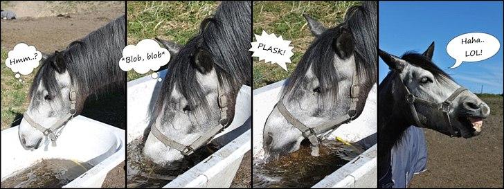 Connemara Hedegårdens Magic - Du er skør, men meget dejlig :) billede 4