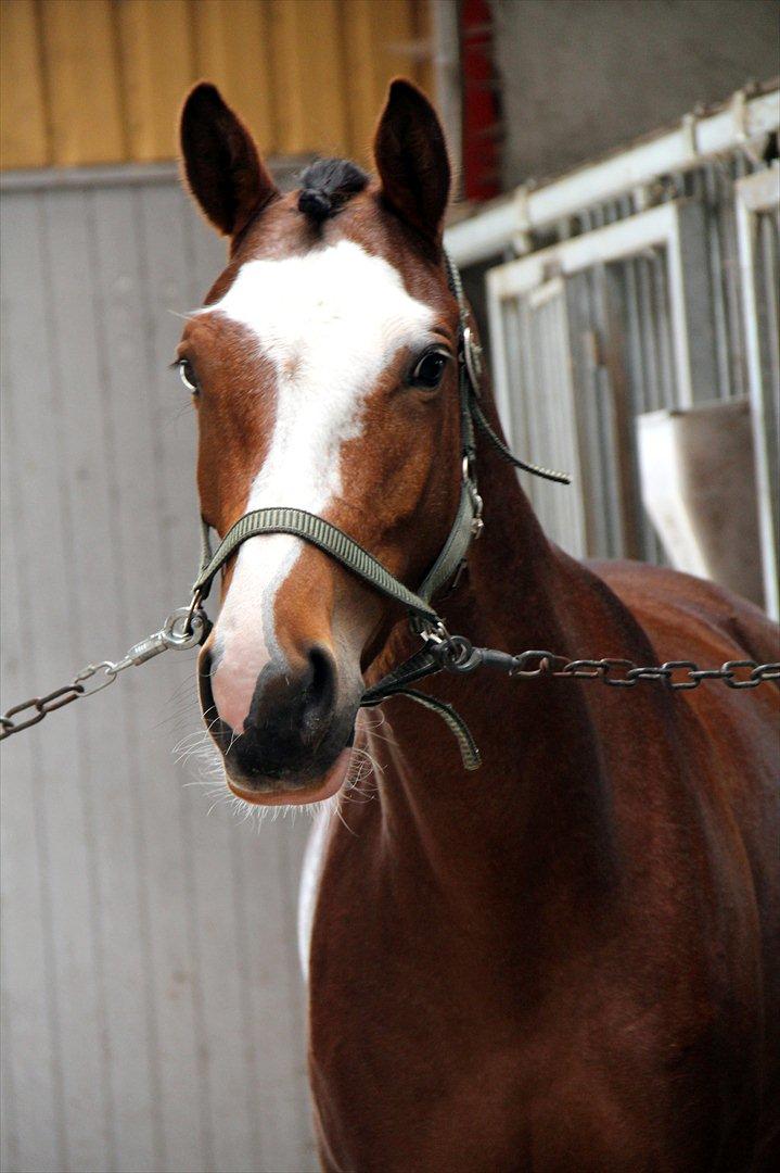 Trakehner Philippa - Foto: Stella M. Kristensen billede 14