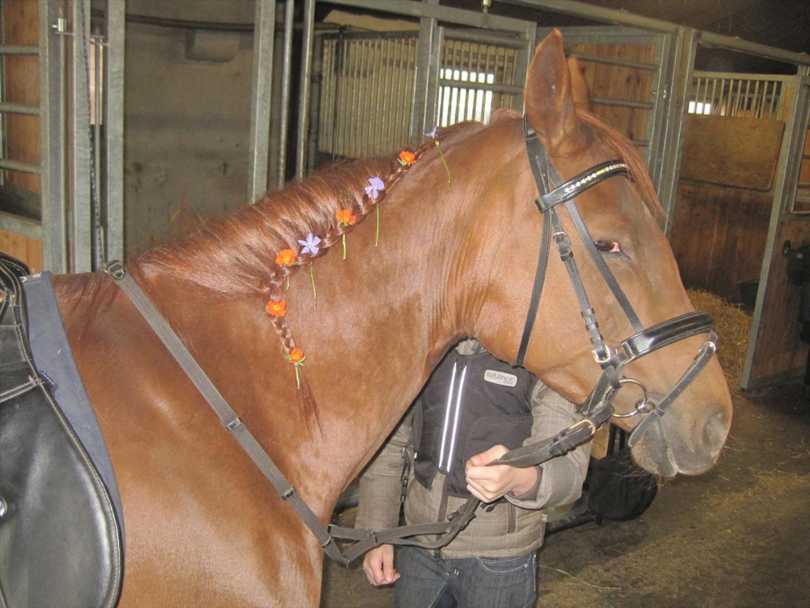 DSP Tracy solgt. - Tracy har fået flettet blomster i manen. billede 12