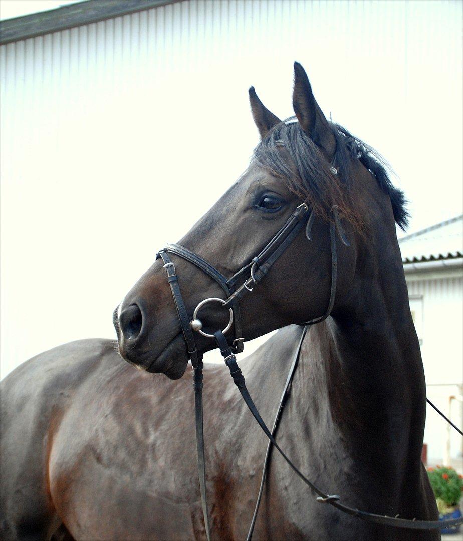 Fuldblod (XX) Staghøjgårds La Rochelle - Lillesøster. :-) billede 10