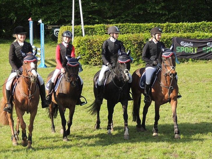 New Forest SØGÅRDENS U-TURN  ** B-pony**  billede 15