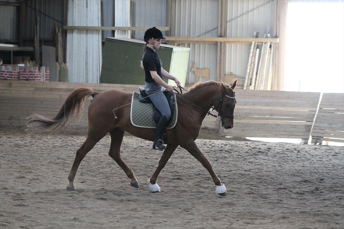 Hollandsk Sportspony Marien - 10/6-2012 billede 16