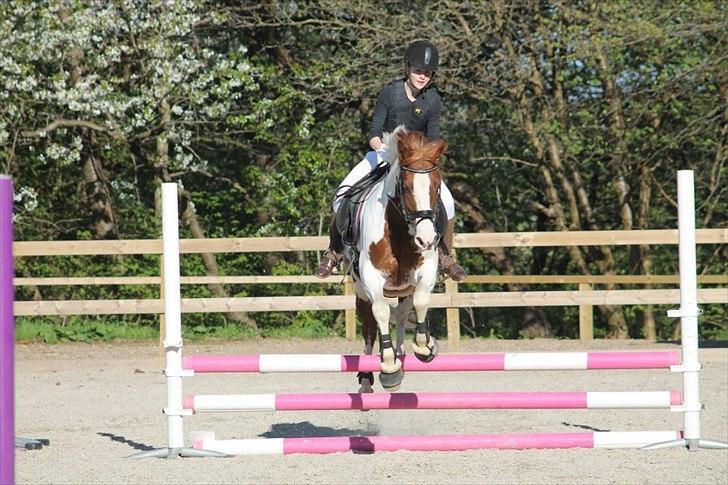 Anden særlig race Tai San Indiana - Stævne på Gøngehus farmen :) 60 cm tror jeg ;D  billede 17