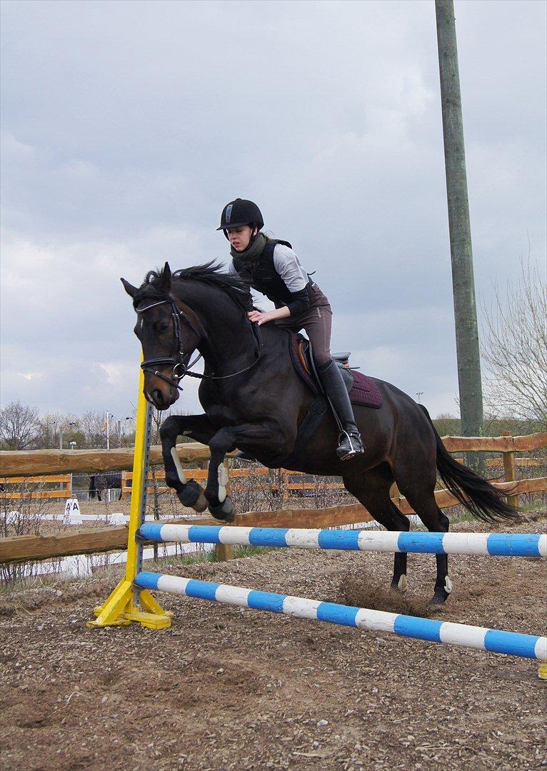 Fuldblod (XX) Staghøjgårds La Rochelle - April 2012. Tredje eller fjerde gang hun springer. :o) billede 3