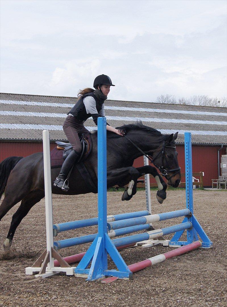 Fuldblod (XX) Staghøjgårds La Rochelle - April 2012. Tredje eller fjerde gang hun springer. :o) billede 12