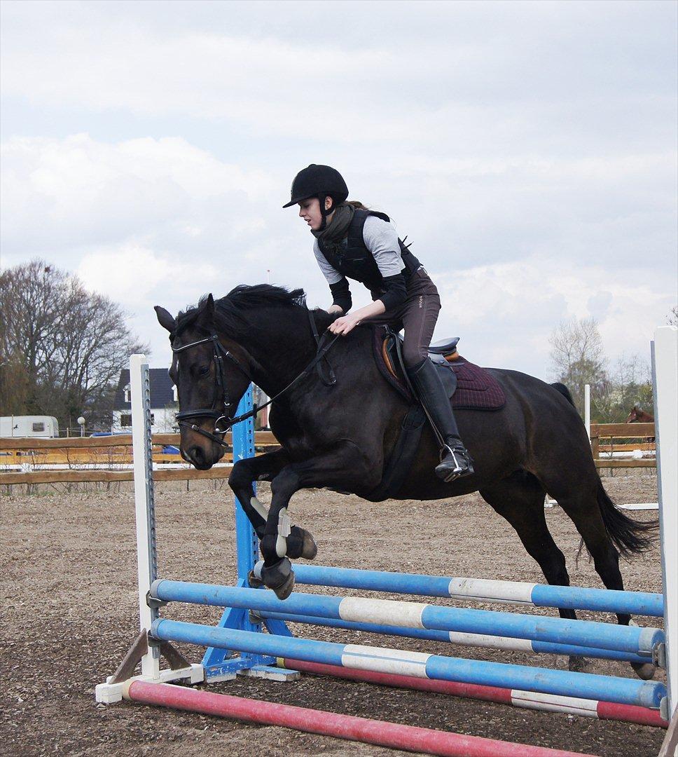 Fuldblod (XX) Staghøjgårds La Rochelle - April 2012. Tredje eller fjerde gang hun springer. :o) billede 17