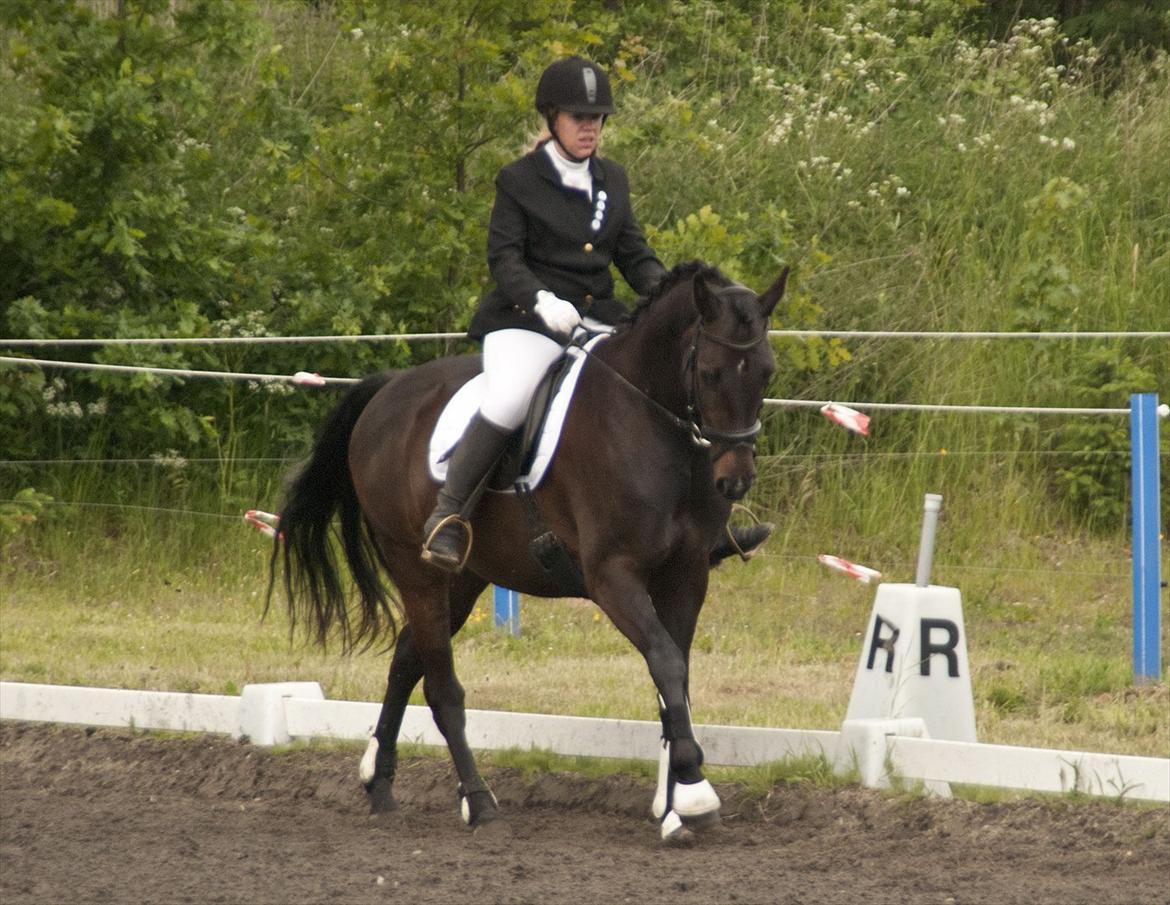 Fuldblod (XX) Staghøjgårds La Rochelle - Juni 2012. Andet stævne, første gang på udebane. billede 16