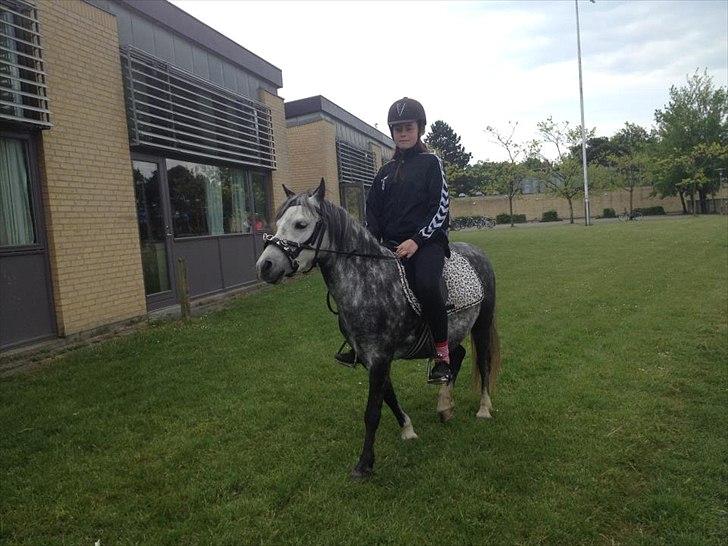 Welsh Mountain (sec A) Stampebakkens Nosey <3 - Nosey og mig på min fødselsdag :-) Blev hentet af hende ved skolen :-* <3

06.06.2012 billede 11