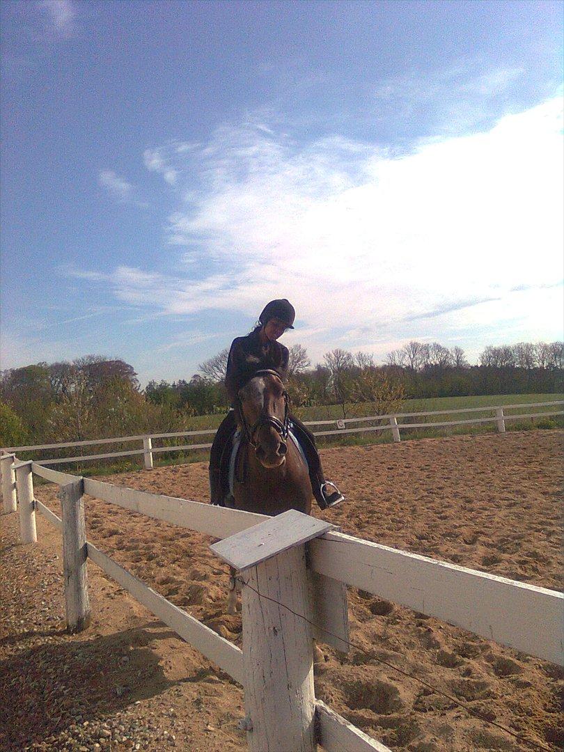 New Forest Elmholts Filicia - Billedet her blev taget efter, jeg havde valgt hende som min!♥ billede 9