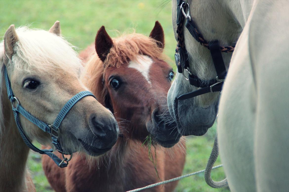 Shetlænder Sandagers Elvis - første gang Elvis og Silas møder hinanden<3 billede 12