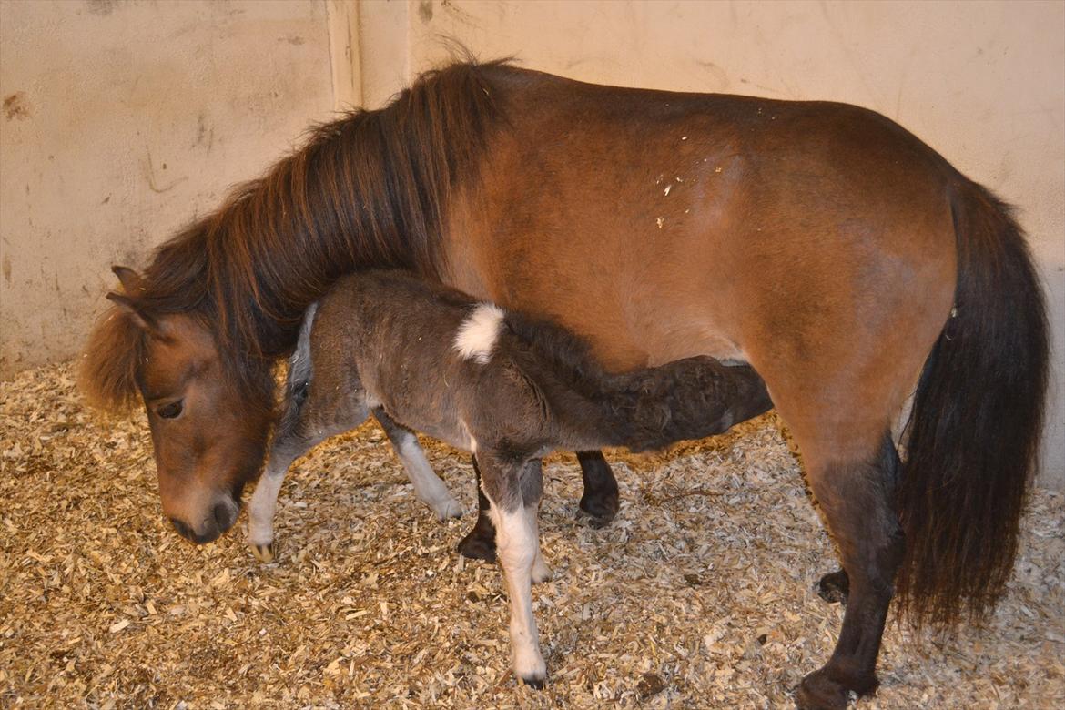 Dansk Miniature BG Precious Diamond billede 2