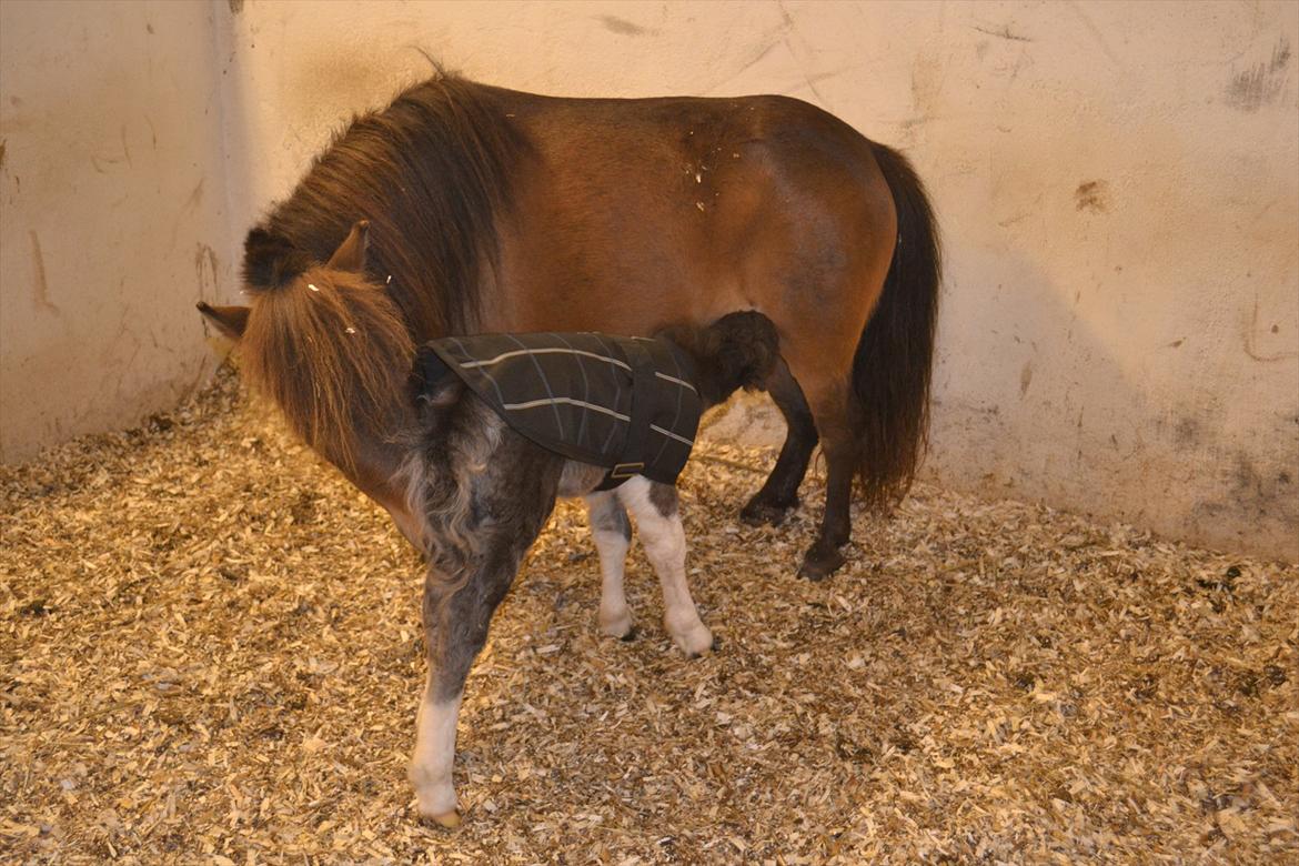 Dansk Miniature BG Precious Diamond - Mor undersøger lige mit fine dækken.. billede 4