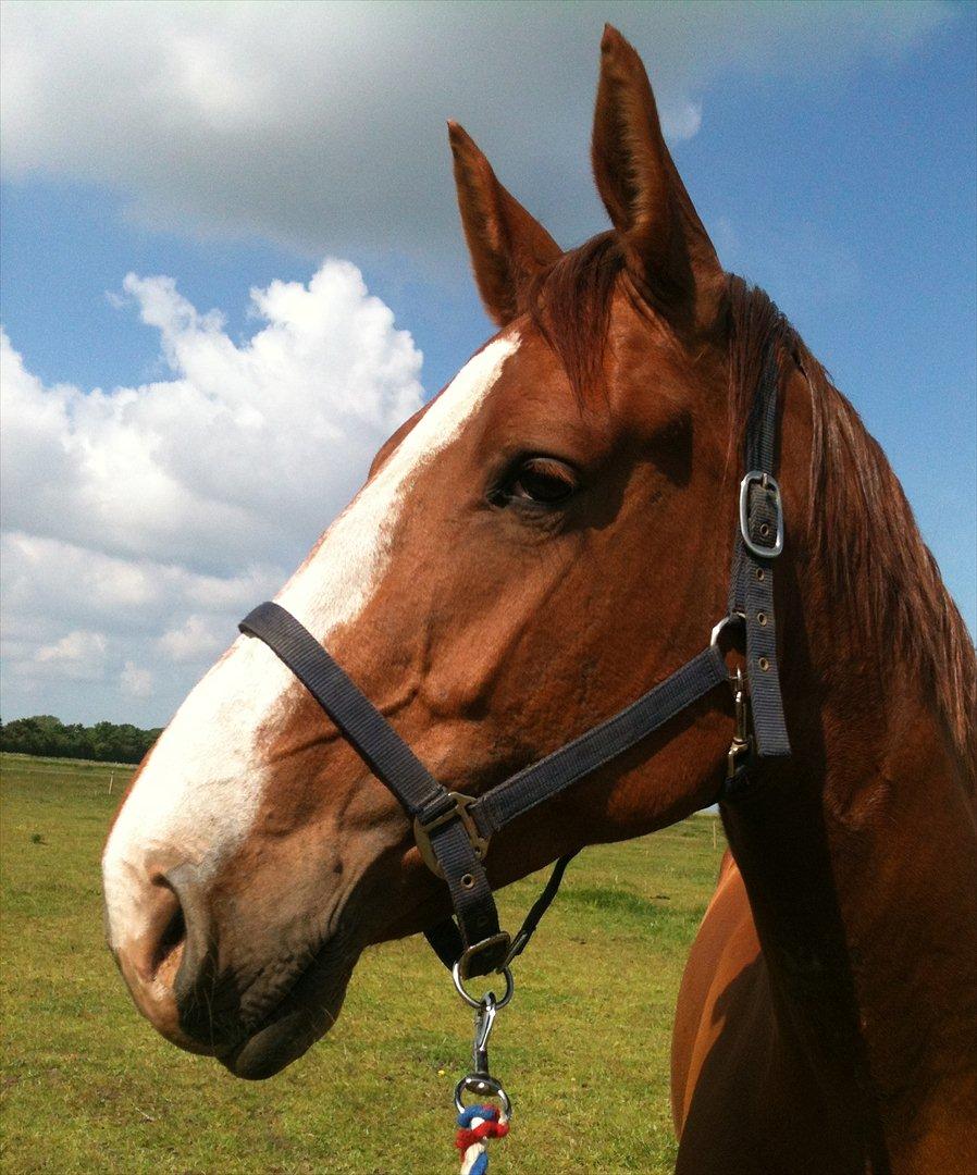 Dansk Varmblod Roseline - Velkommen til Roselines profil håber i syntes godt om hende:-) billede 1