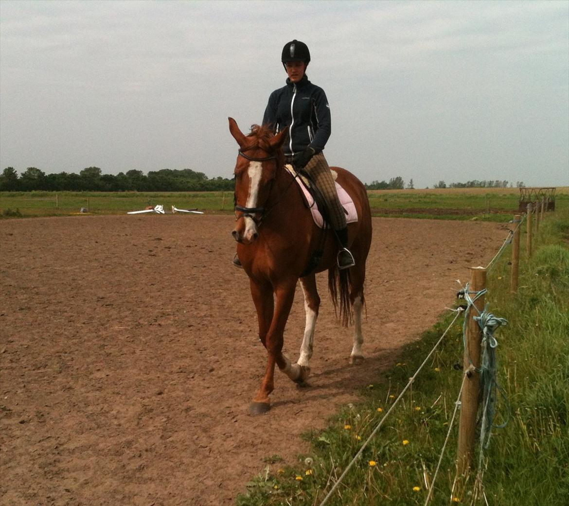 Dansk Varmblod Roseline billede 2