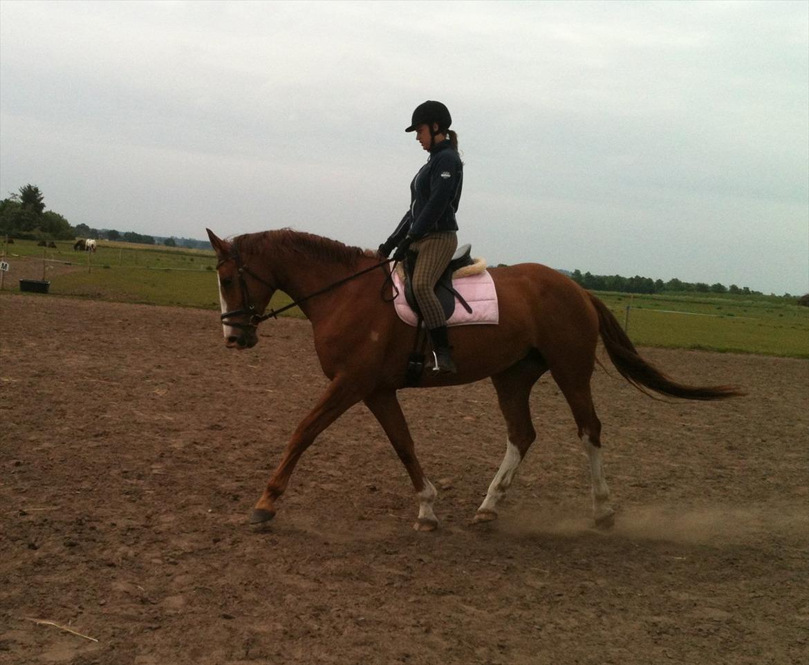 Dansk Varmblod Roseline billede 3