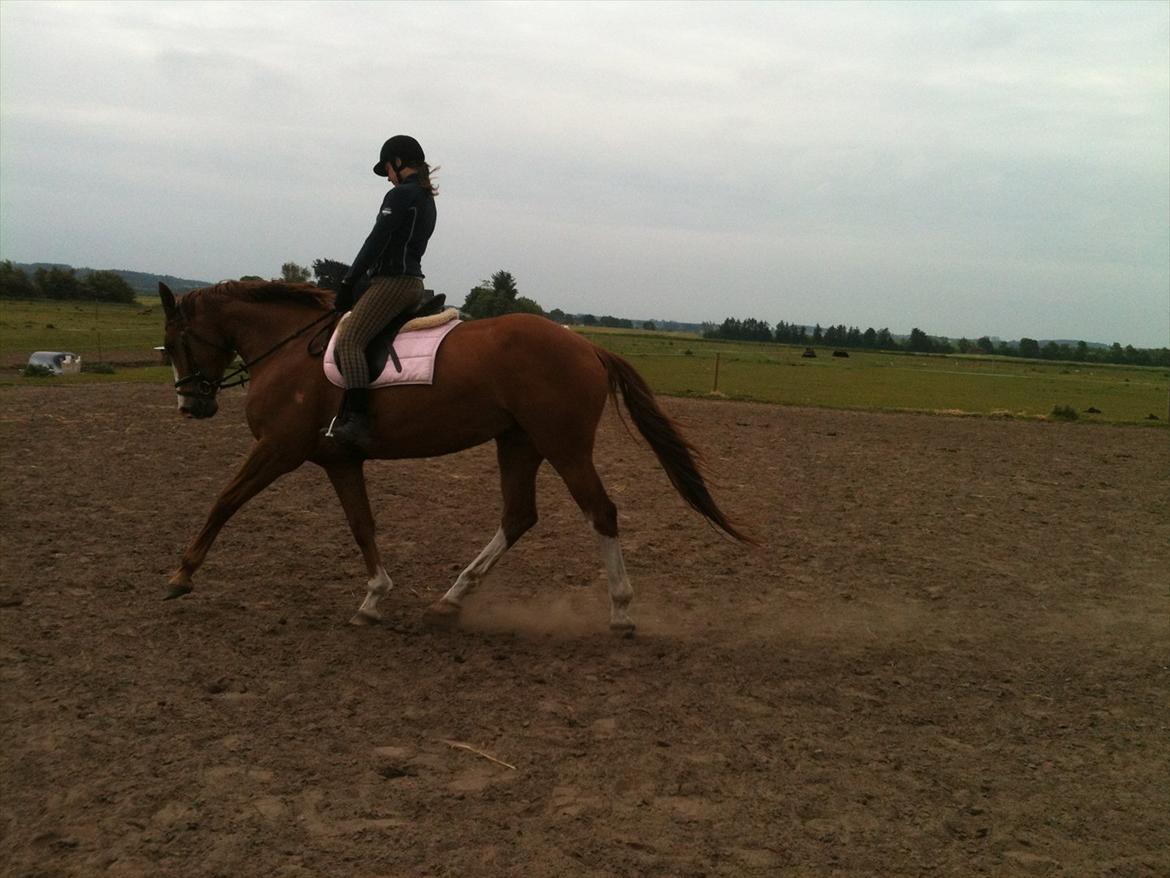 Dansk Varmblod Roseline - Dressur d. 8/6-2012:-)<3 billede 4