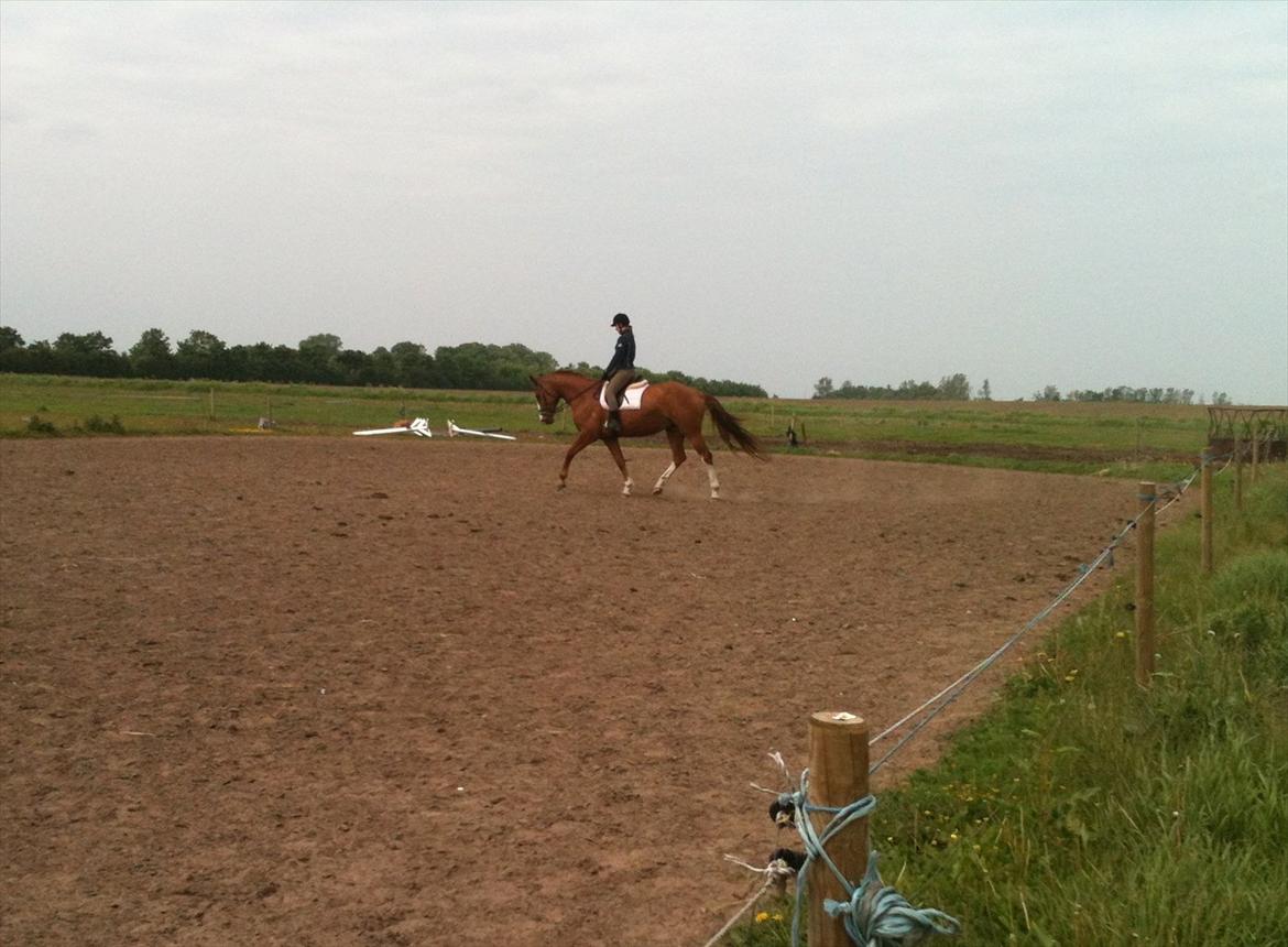 Dansk Varmblod Roseline billede 5