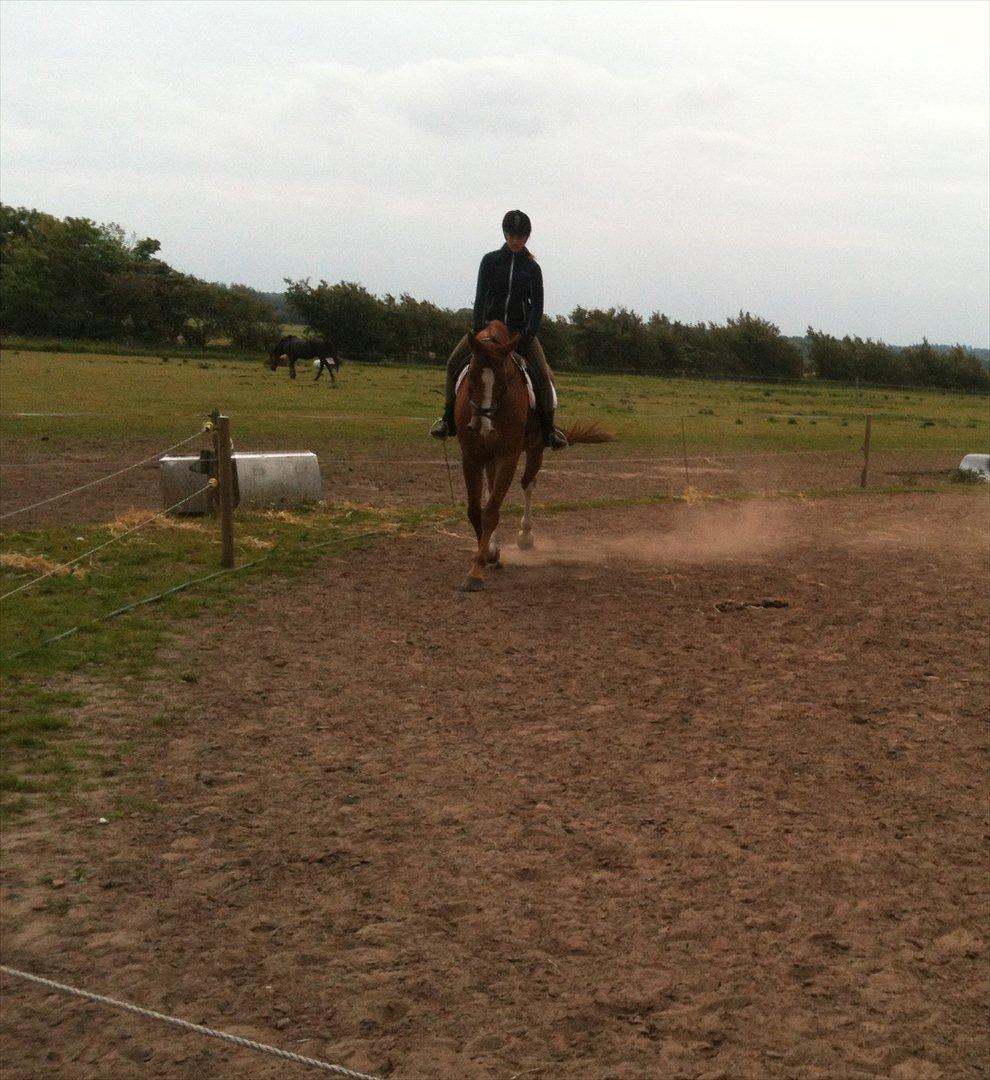 Dansk Varmblod Roseline billede 6