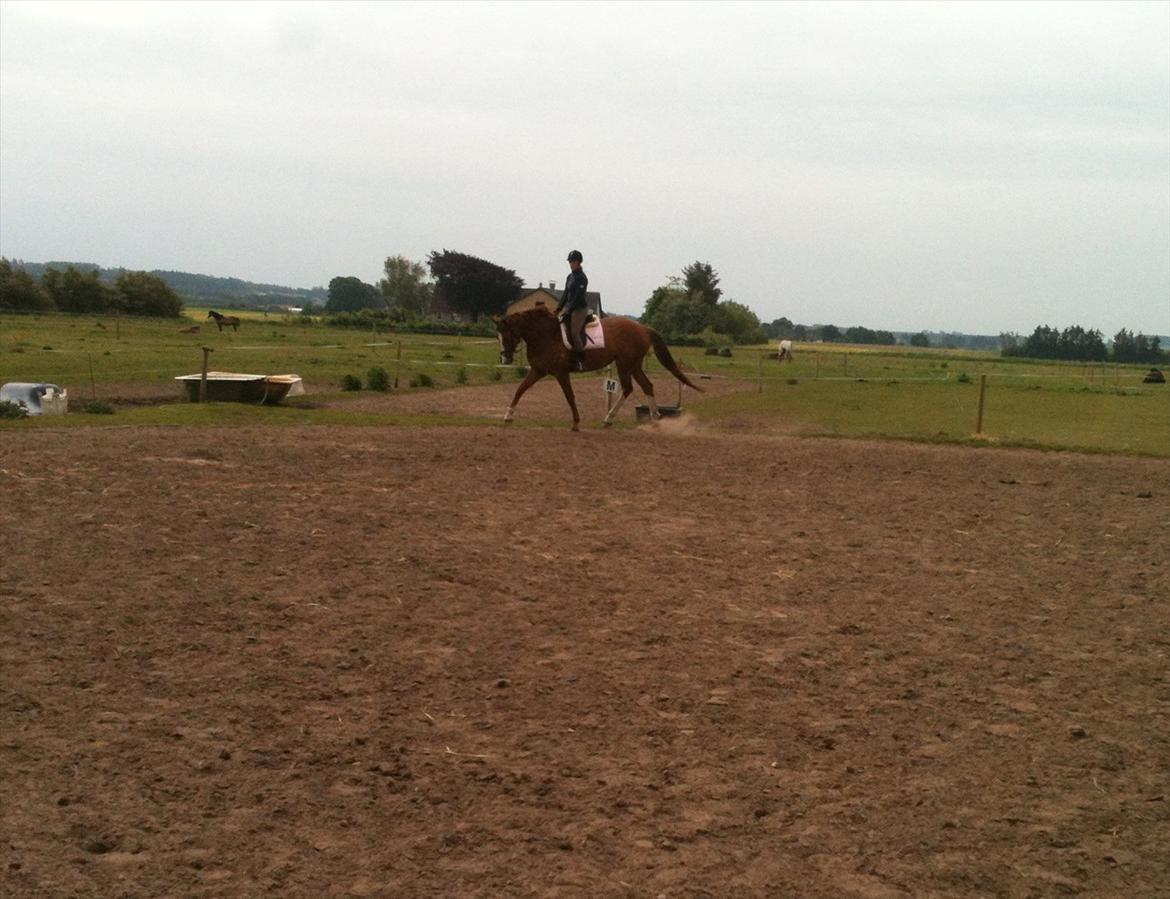 Dansk Varmblod Roseline billede 7