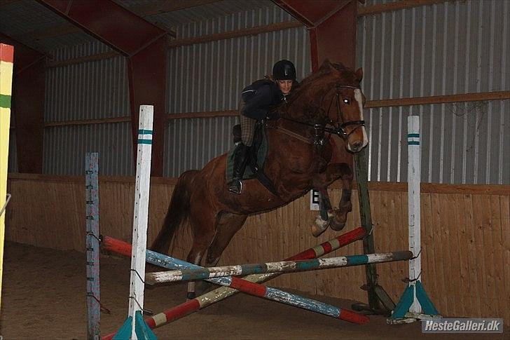 Dansk Varmblod Roseline - Springundervisning på Roseline i 2011 :-)<3
 billede 8