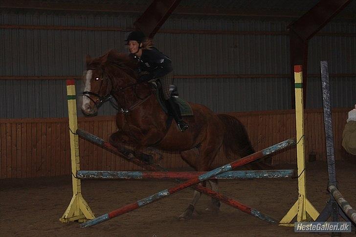 Dansk Varmblod Roseline billede 9