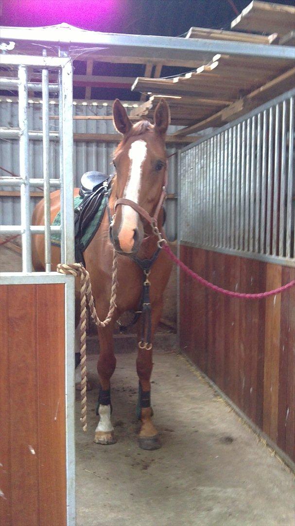 Dansk Varmblod Roseline billede 10