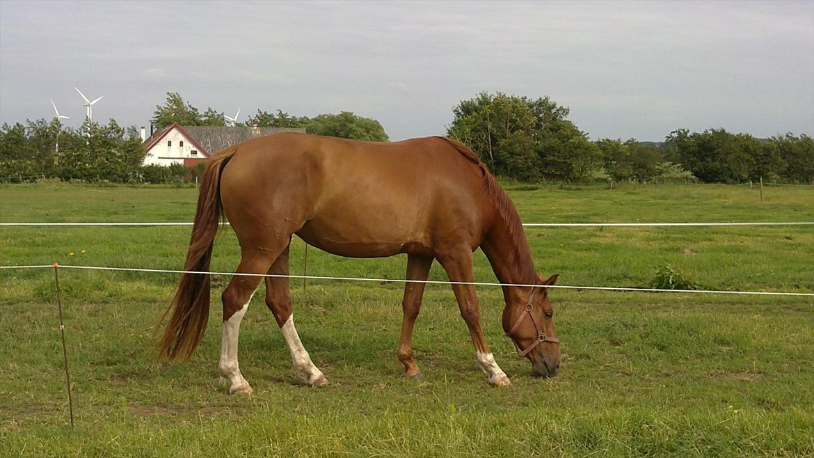 Dansk Varmblod Roseline billede 11