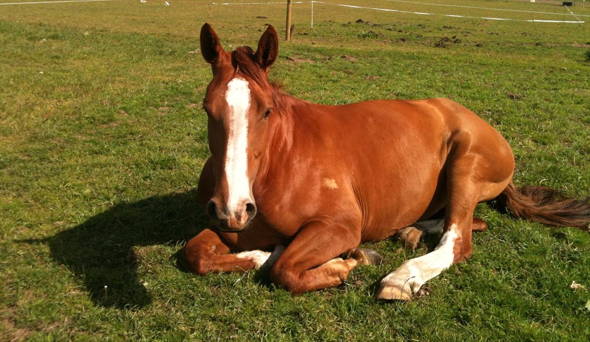 Dansk Varmblod Roseline billede 12