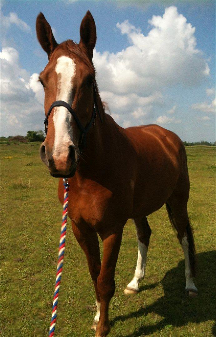 Dansk Varmblod Roseline billede 13