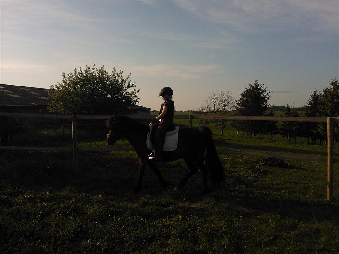 Anden særlig race Tinobello billede 1