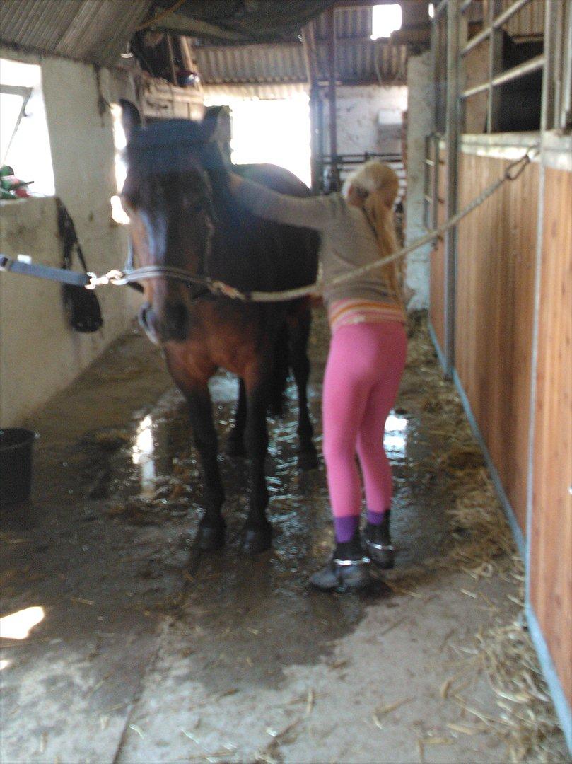 Anden særlig race Tinobello billede 2