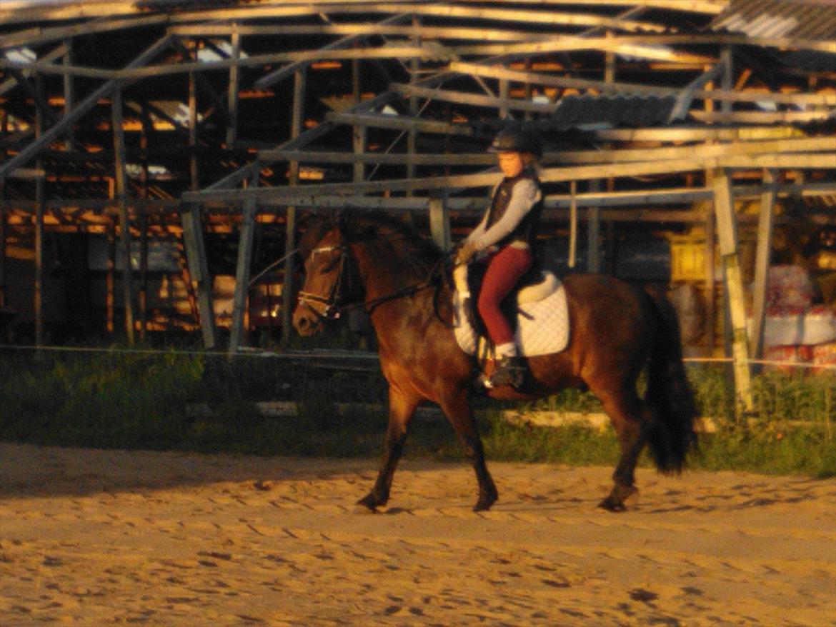 Anden særlig race Tinobello billede 3