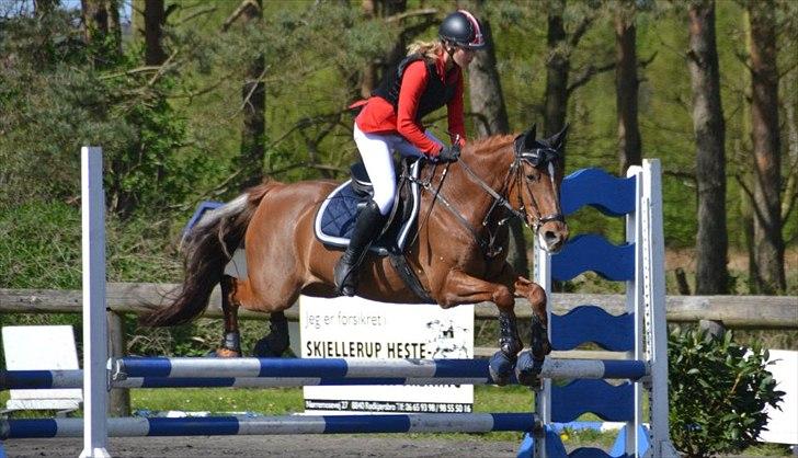 Irsk Sportspony Rivertown's Rose billede 20