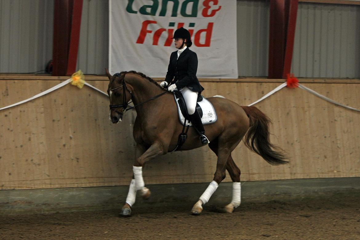 Dansk Varmblod Hecas Lazell - Marts 2012 © Sanne Svendsen billede 20