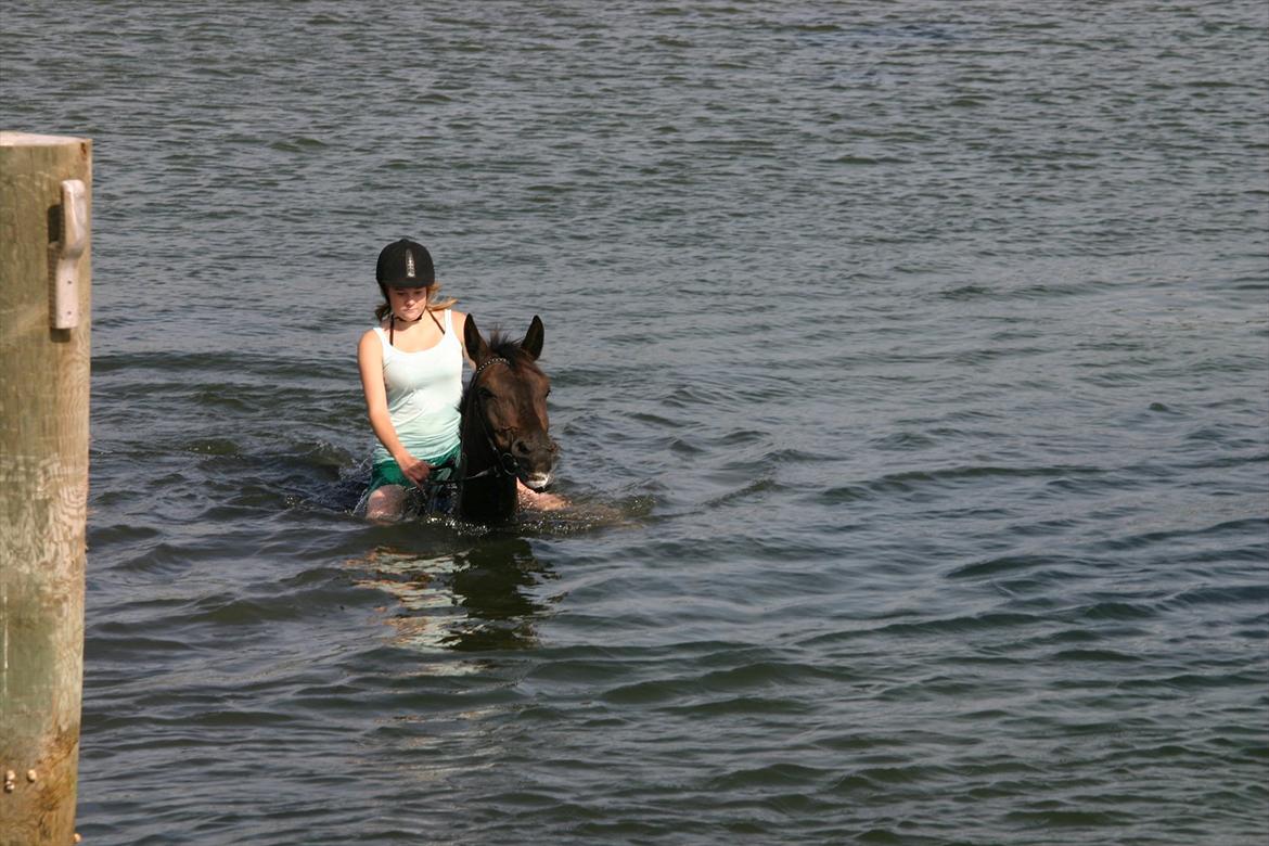 Anden særlig race Gabby - så er man ude at svømme over på hjarnø sidste sommerferie:)<3 billede 8