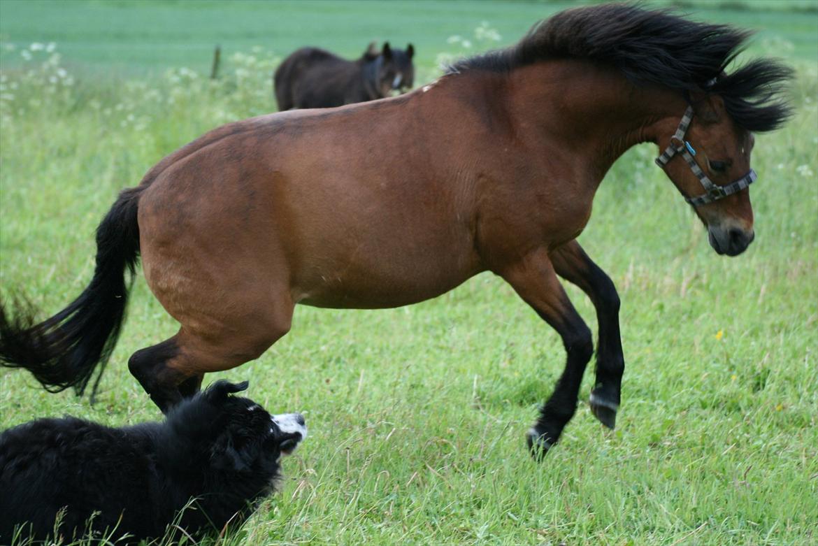 New Forest -Lilholdst Paloma [TheDreamHorse] - Paloma leger med Walter :-D billede 16