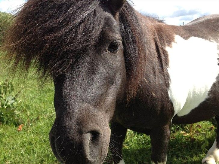 Anden særlig race Hafferlaffen - Min lille smukke fyr <3 billede 12