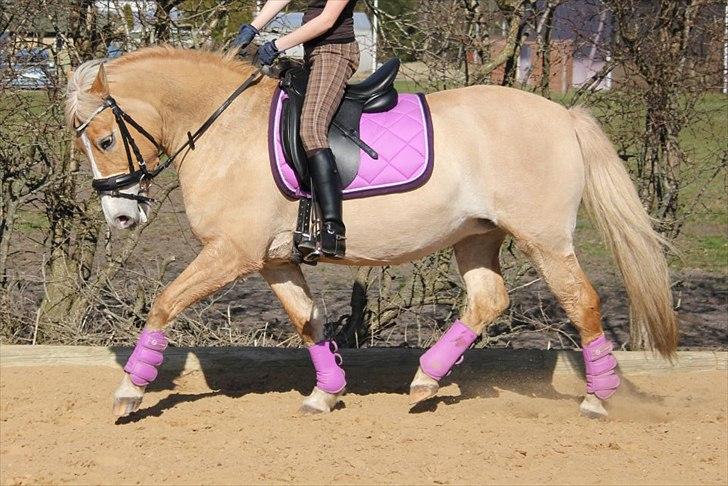 Anden særlig race Miss Jade - ja, lad være med at se på min diagonal men mere på hesten. billede 3