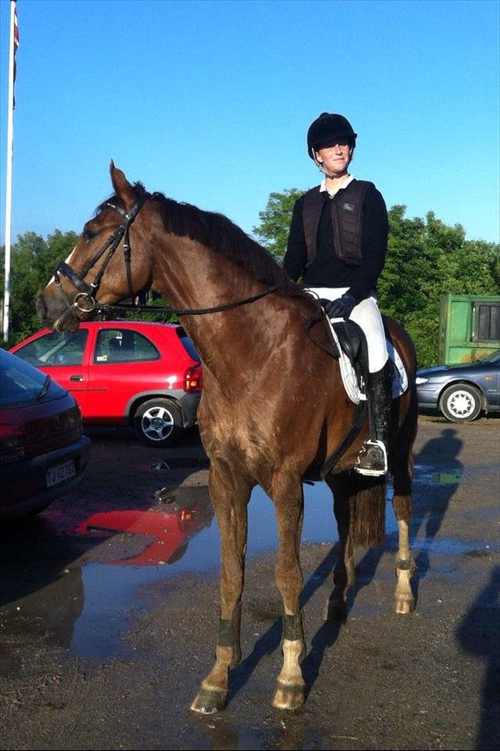 Dansk Varmblod High Fidelity  billede 11