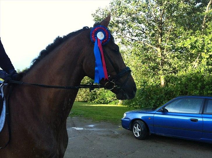 Dansk Varmblod High Fidelity  billede 12