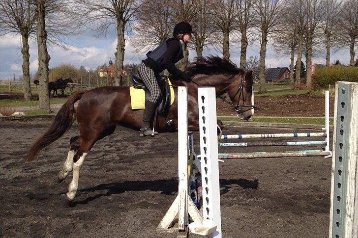 Welsh Cob (sec D) Nebles too much white "altid i mit hjerte! - Man kan da springe! <3 billede 12