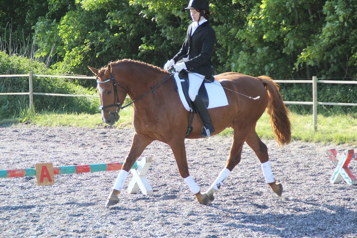 Anden særlig race Søren kvist billede 1