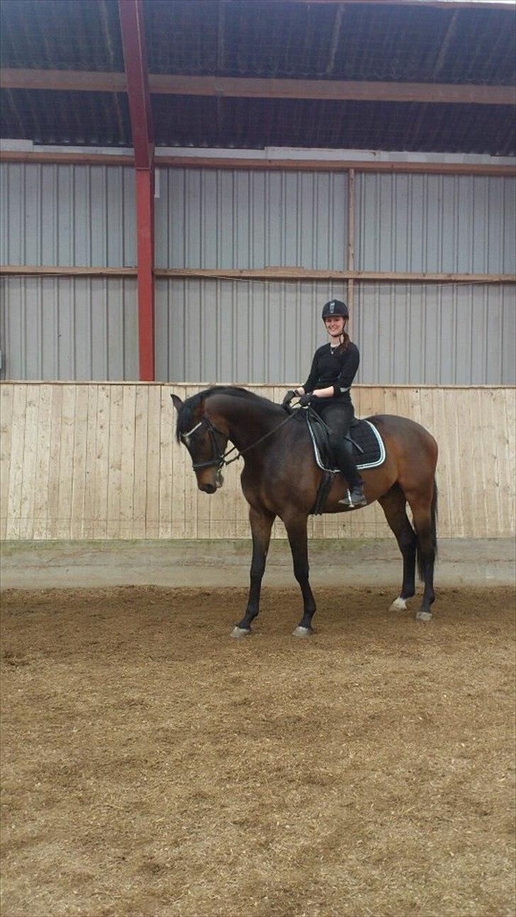 Dansk Varmblod F.H. Sanremo billede 18