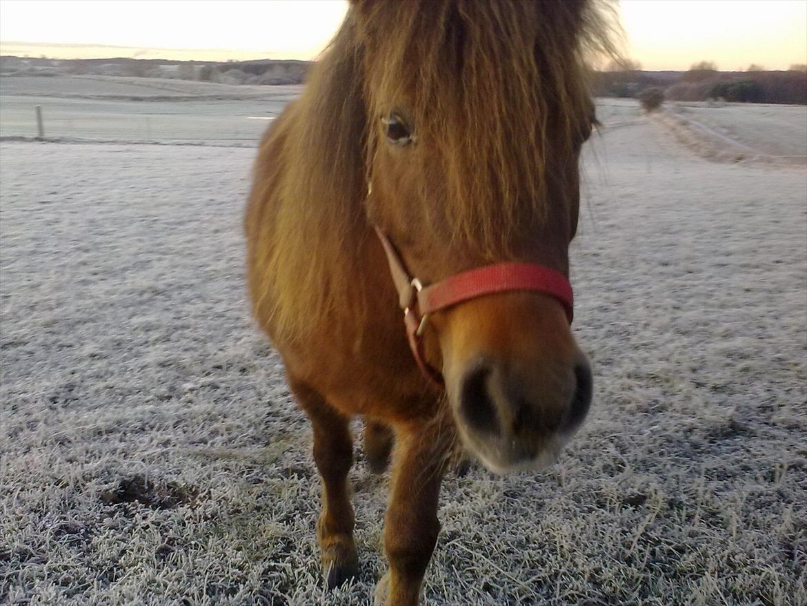 Shetlænder Lander's Sindy af Egedal (--Himmelpony--) - Halløj derude :D billede 1